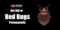 247 Bed Bug Control Perth image 1